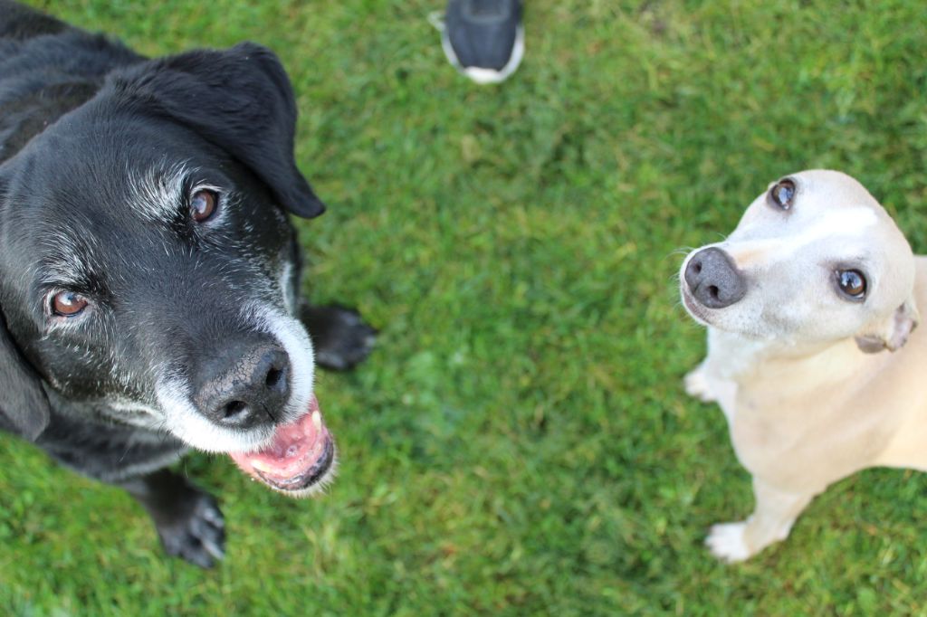 Les copains chiens